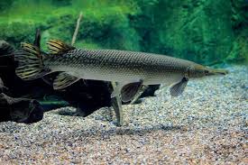 Image result for Atractosteus spatula