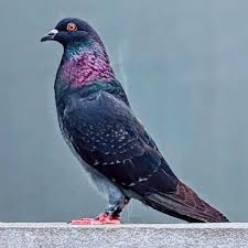 Attēlu rezultāti vaicājumam “Columbiformes”