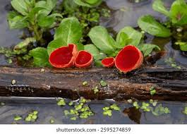 Attēlu rezultāti vaicājumam “Sarcoscypha austriaca”