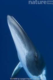 Image result for Balaenoptera acutorostrata