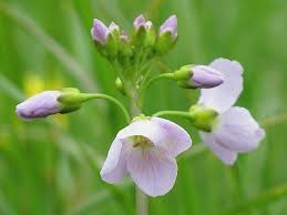 Attēlu rezultāti vaicājumam “Cardamine pratensis”
