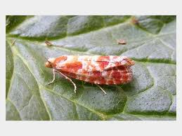 Attēlu rezultāti vaicājumam “Rhyacionia pinicolana”