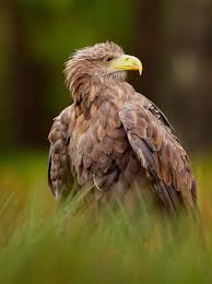 Image result for Haliaeetus albicilla