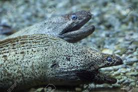 Image result for Muraena helena