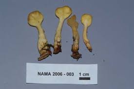 Attēlu rezultāti vaicājumam “Sphacelotheca hydropiperis”