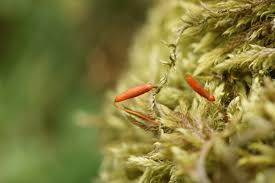 Attēlu rezultāti vaicājumam “Barbula unguiculata macro”