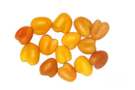 Attēlu rezultāti vaicājumam “Trifolium repens fruit”