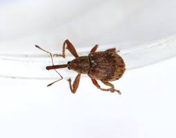 Attēlu rezultāti vaicājumam “Brachonyx pineti”