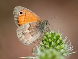 Attēlu rezultāti vaicājumam “Coenonympha pamphilus upperside”