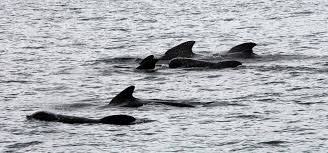 Image result for Globicephala melas