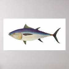 Image result for Thunnus maccoyii