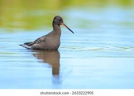 Image result for Tringa erythropus