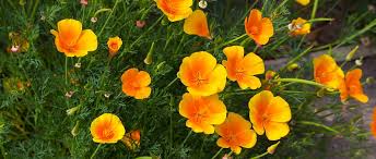 Attēlu rezultāti vaicājumam “Eschscholzia californica fruit”