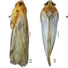 Attēlu rezultāti vaicājumam “Ancistrocerus sp. male”