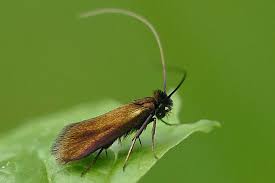 Attēlu rezultāti vaicājumam “Cauchas rufimitrella”