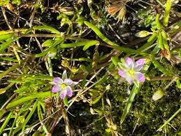 Attēlu rezultāti vaicājumam “Spergularia marina leaf”