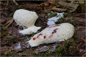 Attēlu rezultāti vaicājumam “Fuligo septica var. candida”