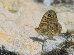 Attēlu rezultāti vaicājumam “Lasiommata megera underside”