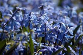 Attēlu rezultāti vaicājumam “Scilla siberica”