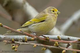 Image result for Serinus serinus