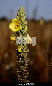 Attēlu rezultāti vaicājumam “Verbascum densiflorum bud”