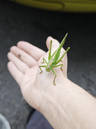 Attēlu rezultāti vaicājumam “Tettigonia viridissima”