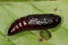 Attēlu rezultāti vaicājumam “Acronicta cuspis”