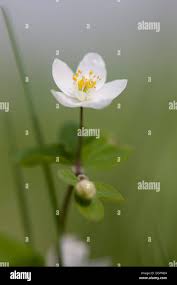 Attēlu rezultāti vaicājumam “Isopyrum thalictroides leaf”