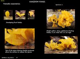 Attēlu rezultāti vaicājumam “Tremella mesenterica”