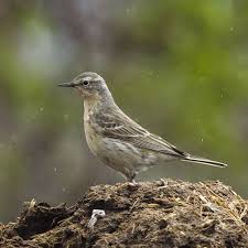 Image result for Anthus spinoletta