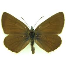 Attēlu rezultāti vaicājumam “Eumedonia eumedon underside”