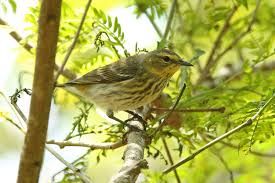 Image result for Dendroica tigrina