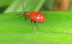 Attēlu rezultāti vaicājumam “Lilioceris lilii”