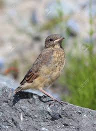 Attēlu rezultāti vaicājumam “Oenanthe oenanthe juvenile”