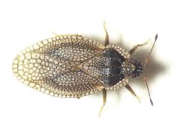 Attēlu rezultāti vaicājumam “Acalypta carinata”