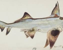 Image result for Callorhinchus capensis