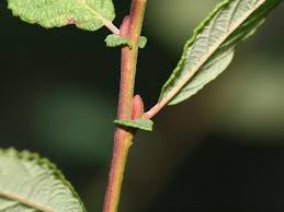 Attēlu rezultāti vaicājumam “Salix aurita bud”