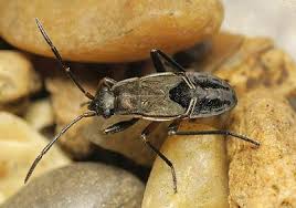 Image result for Rhyparochromus