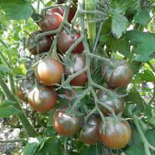 Afbeeldingsresultaat voor black cherry tomato