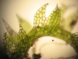 Attēlu rezultāti vaicājumam “Cephaloziella hampeana”