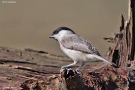Attēlu rezultāti vaicājumam “Poecile montanus”