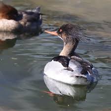 Attēlu rezultāti vaicājumam “Mergus serrator female”
