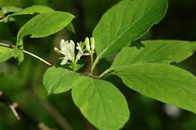 Attēlu rezultāti vaicājumam “Lonicera xylosteum flower”