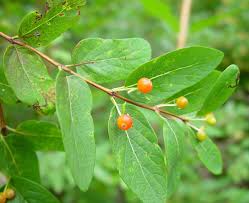 Attēlu rezultāti vaicājumam “Lonicera tatarica bud”