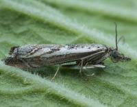 Attēlu rezultāti vaicājumam “Platytes alpinella”