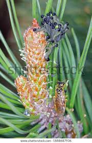 Attēlu rezultāti vaicājumam “Diprion pini”