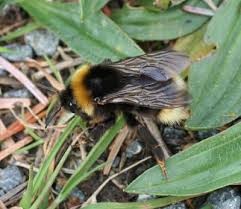 Attēlu rezultāti vaicājumam “Barbula convoluta sporophyte”