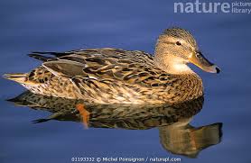 Attēlu rezultāti vaicājumam “Anas platyrhynchos female”