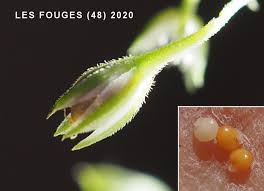 Attēlu rezultāti vaicājumam “Moehringia trinervia bud”