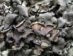 Attēlu rezultāti vaicājumam “Dermatocarpon luridum”